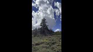 Helicopter Hauling Trees In Mt. Rose Wilderness