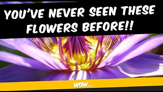 You've NEVER seen these flowers before!