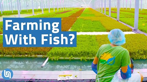 Is Aquaponics the Future of Agriculture?