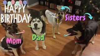 Dogs From The Same Litter Reunite For Dogs 2nd Birthday | Pupcakes, Presents and Gift Bags