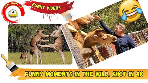 Funny videos | Funny moments in the wild, shot in 4K