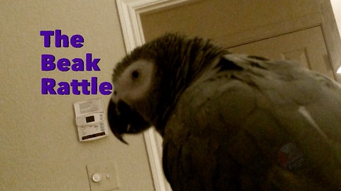 Why do parrots make this specific sound?