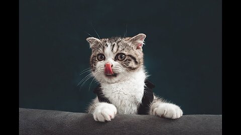 Kitten love to play with a paper 🥰