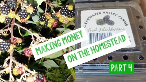 Making Money Blackberries Part 4