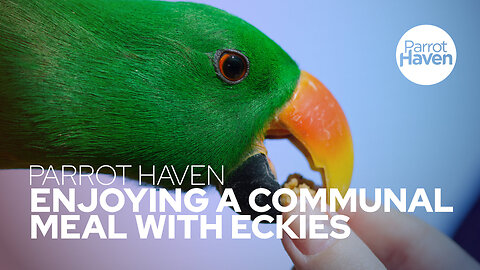 Sharing a Meal with Eclectus Parrots