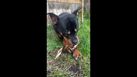 “Cute Dog Loves To Chew Wood”