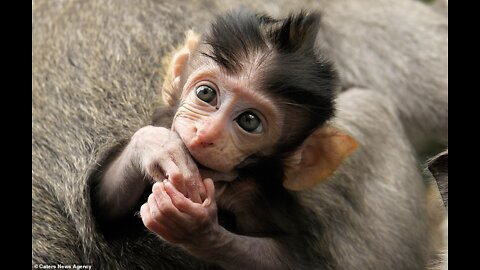 Miserable life abandoned baby monkey - Wildlife Monkey Story Review