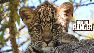 Cute Little Leopard Cub | Maasai Mara Safari | Zebra Plains