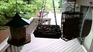 Live Bird Feeder in Ashville North Carolina. Up in the mountains