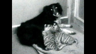 Dog Adopts Tigers