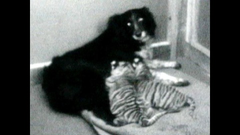 Dog Adopts Tigers