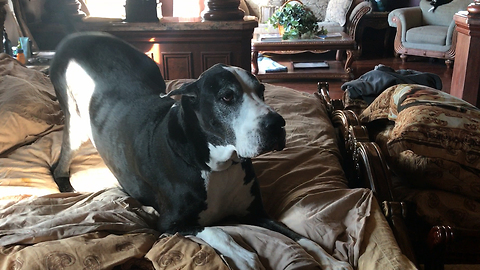 Lazy Great Dane Yawns Sneezes and Talks Back with Woo Woo