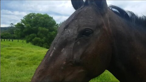 How to teach a horse to run away from you. Skin condition in mare after loss of foal. Related?
