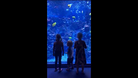 You won't believe their reaction! Aquarium Strolling.