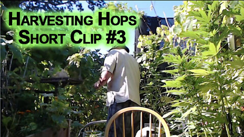 Harvesting Hops, Short Video Clip #3 [ASMR, Clicking Sounds, Chill, Relaxing, Patio Gardening]