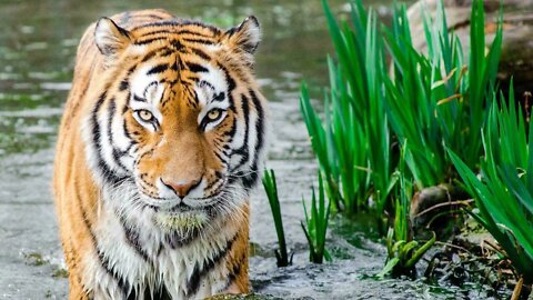 the tiger is standing on water with grasses nearby tiger