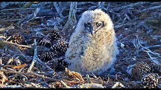 Close-up and Adorable 🦉 3/17/22 18:38