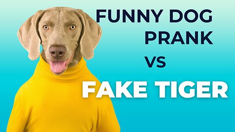 Dog vs. Fake Lion & Tiger plus Gigantic Box Gags! Prank-tastic