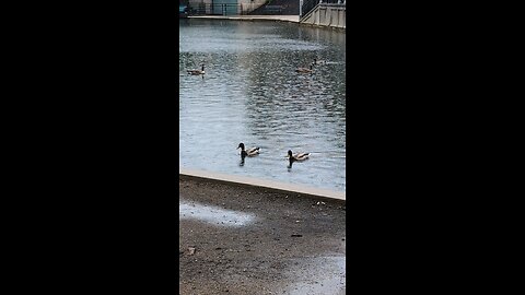 ducks swimming under Raining