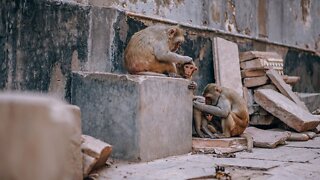 These Monkeys are in an All-Out Gang War