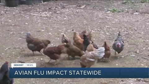 Denver warns residents to not touch dead birds in city parks because of avian flu