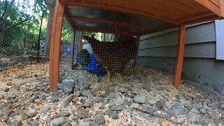 My Backyard Chickens - Episode 56