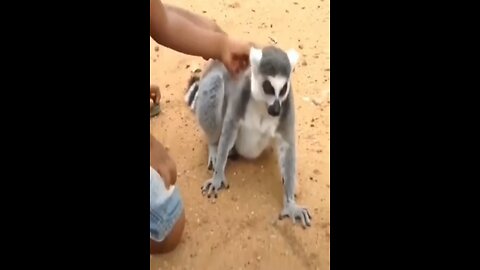 funny animal video for kids 🤣🤣💥