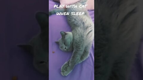 play with cat when sleep #shortcatvideo #shortclip