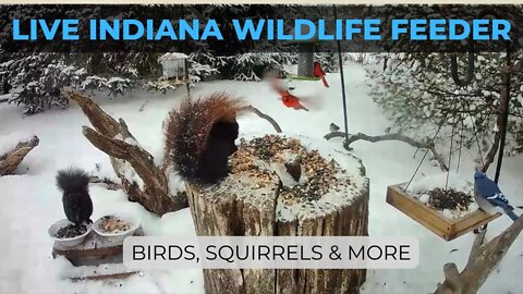 LIVE 24/7 Indiana Bird, Squirrel And Wildlife Feeder Cam
