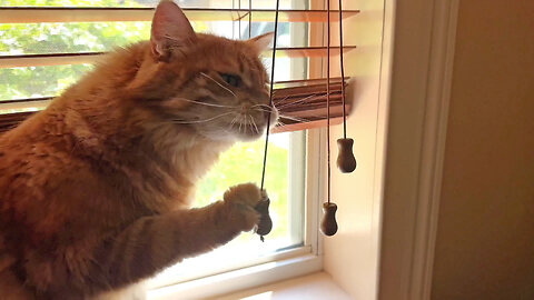 Funny Cat Is Fussy About How He Flosses His Teeth & Whiskers
