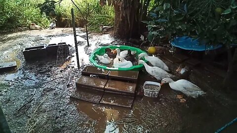 Indian Runner ducks, playing and cleaning, in their new pond ( 06/06/2020 )
