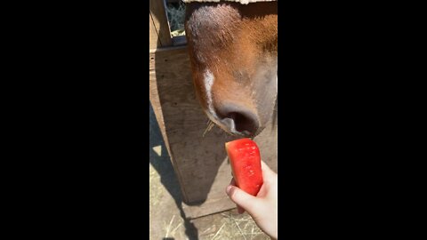 Watermelon vs horse