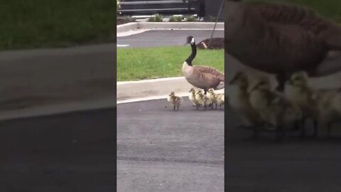Goose Creek SC Baby Geese in Parking Lot