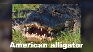 Mystery animal #1: American Alligator Alligator