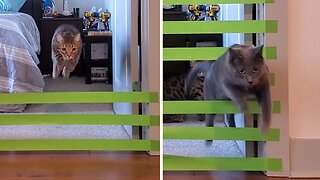 Slow Motion Footage Of Athletic Cats Taking On Challenge