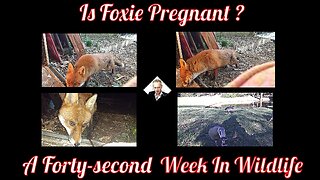 A Forty-second Week In Wildlife - Is Foxie Pregnant?