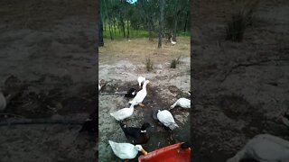 A few ducks enjoying the water