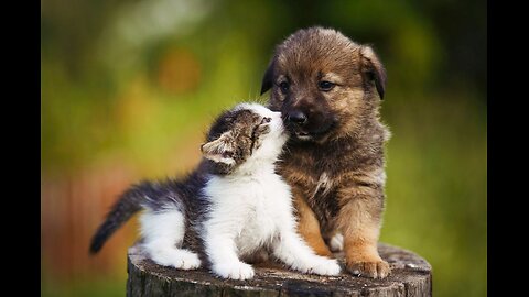 Super Cute Animals Playing