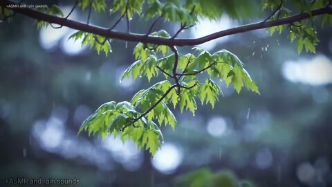 rain sounds for you to sleep peacefully