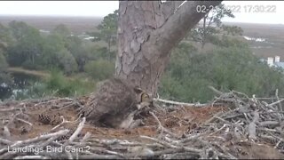 Owlet Feeding-Evening 🦉 2/21/22 17:30