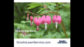 Shade Gardens Landscape Contractor