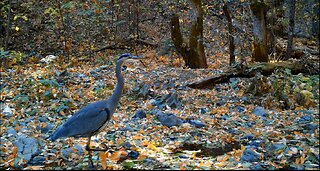 Game Cameras NORCAL 530 Area 2020