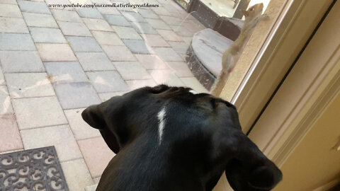 Great Danes Enjoy An Up Close & Personal Squirrel Visitor