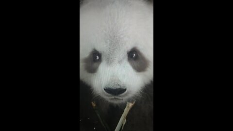 Beware! The Giant Panda Is Watching You?