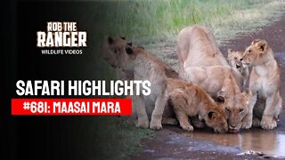 Safari Highlights #681: 30 March 2022 | Lalashe Maasai Mara | Latest Wildlife Sightings