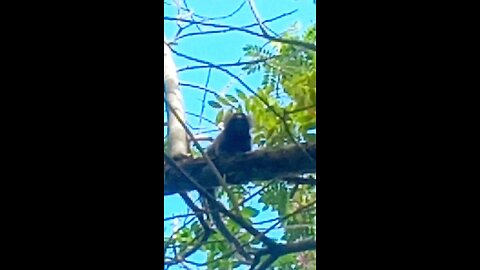 SAGUI NA NATUREZA