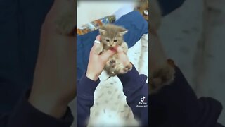 Tiktok Cute and Adorable baby Cat - Kitten 😺 will melt your Heart