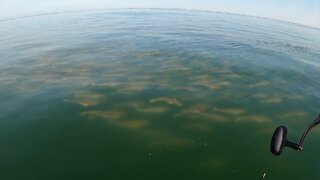 Crazy! MUST SEE! Surrounded by hundreds of Bull Red Drum (full video)