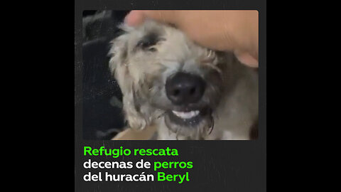 Refugio rescata a decenas de perros del huracán Beryl en México