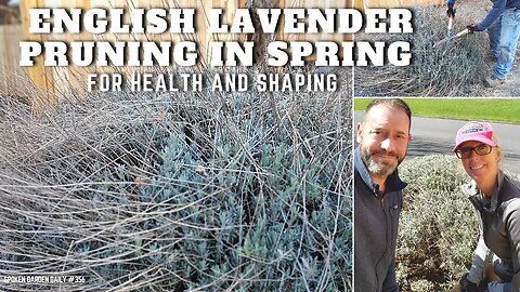 ✂ Pruning English Lavender in Spring | English Lavender Pruning - SGD 355
